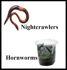 Nightcrawler and Hornworms